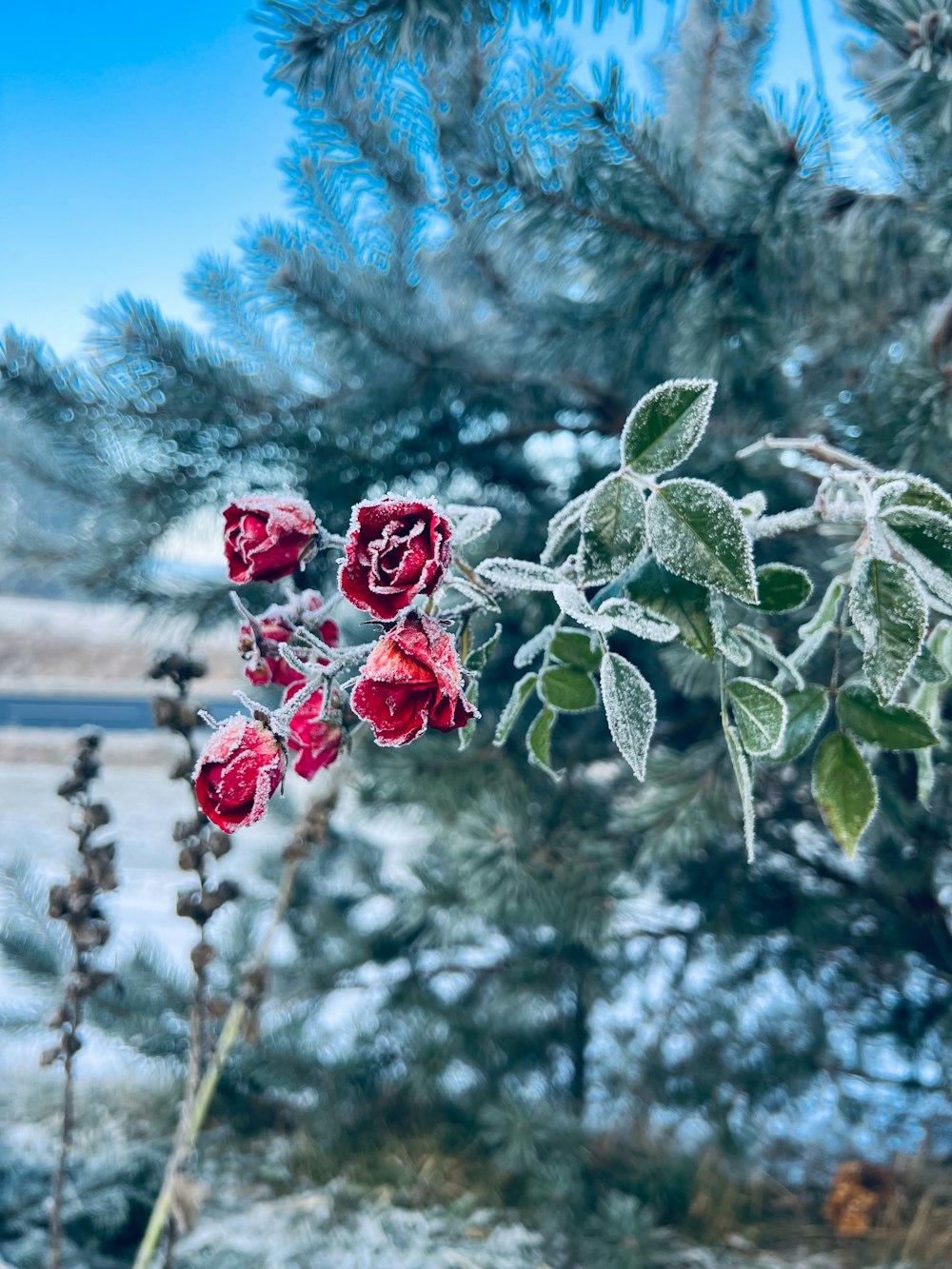 a bunch of flowers that are sitting in the snow