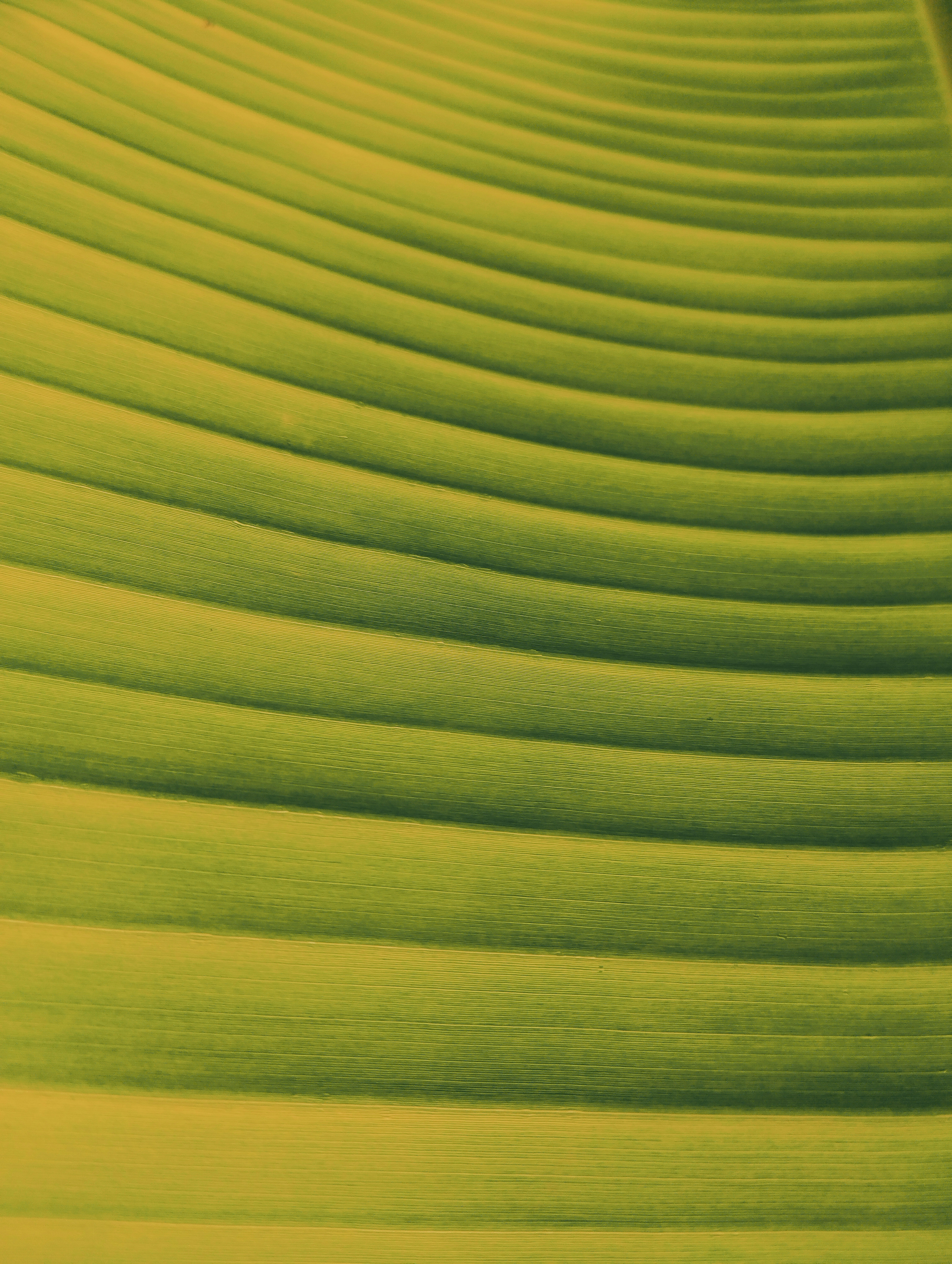 a close up view of a green leaf