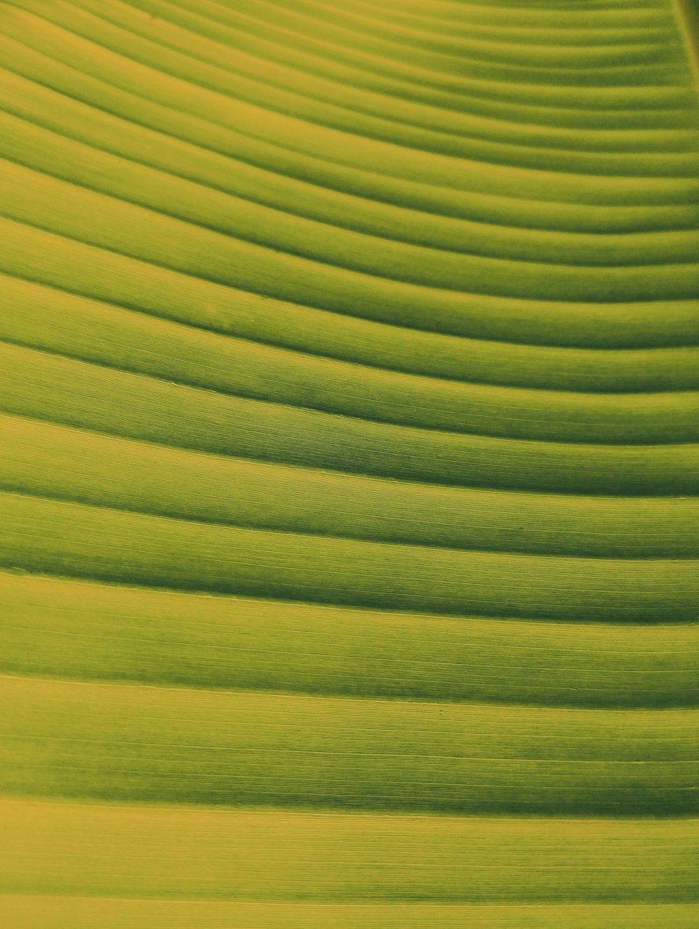 a close up view of a green leaf