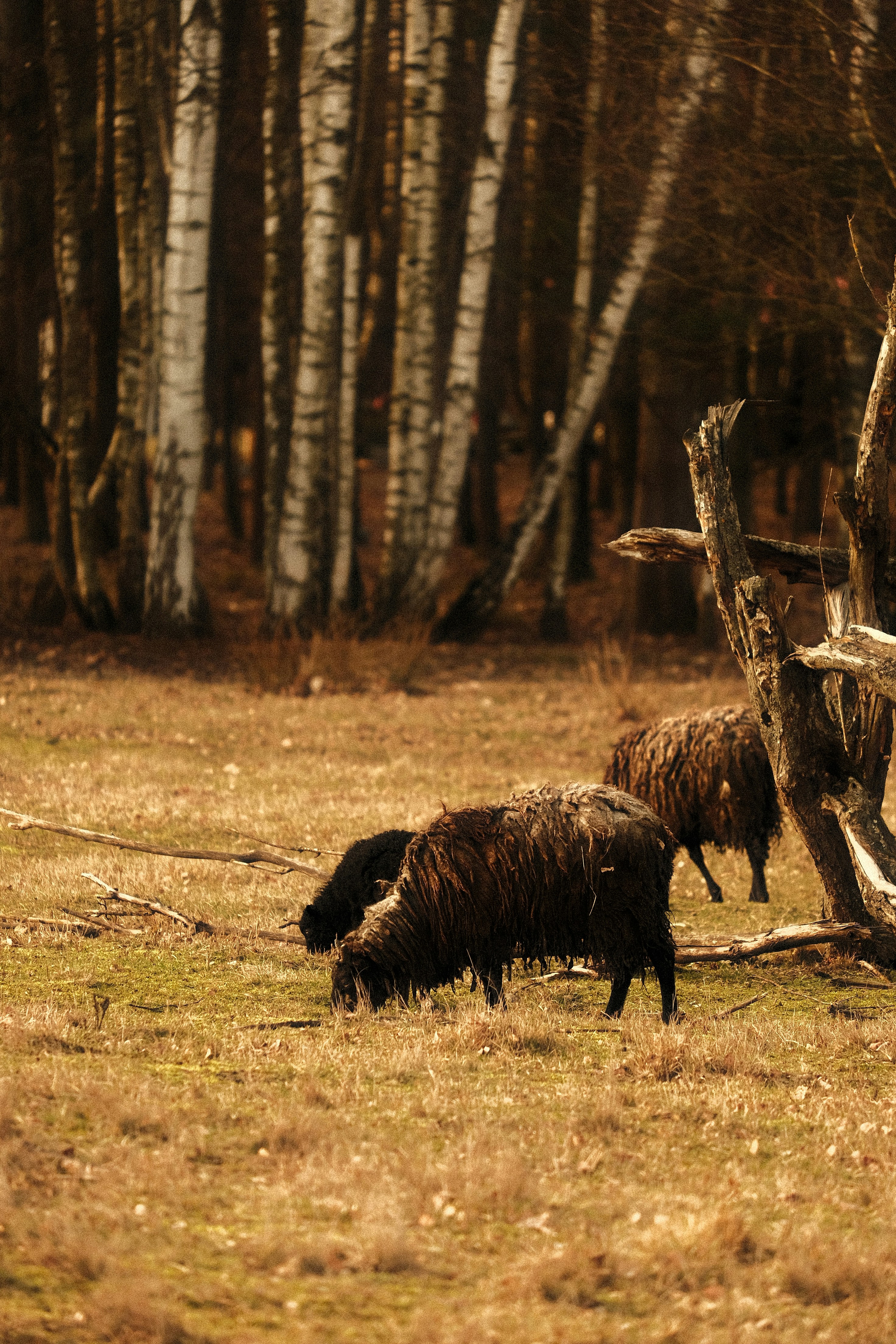 a couple of animals that are standing in the grass