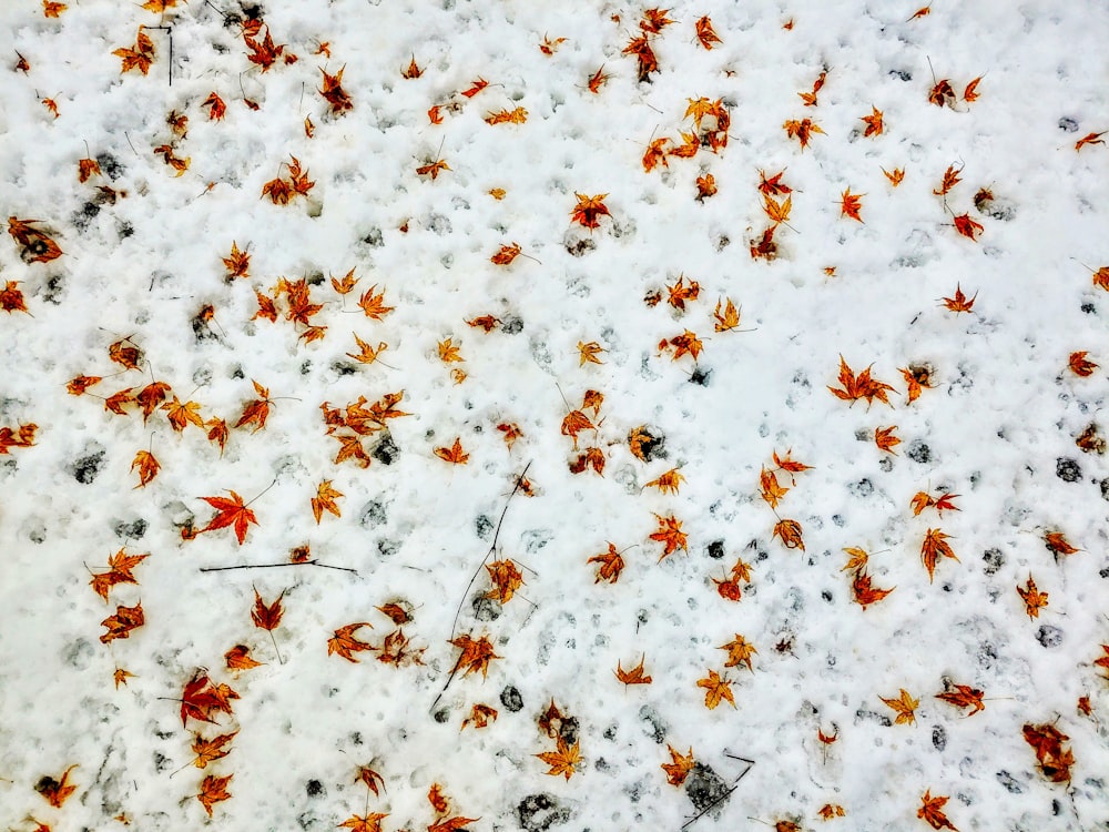 a lot of snow with orange leaves on it