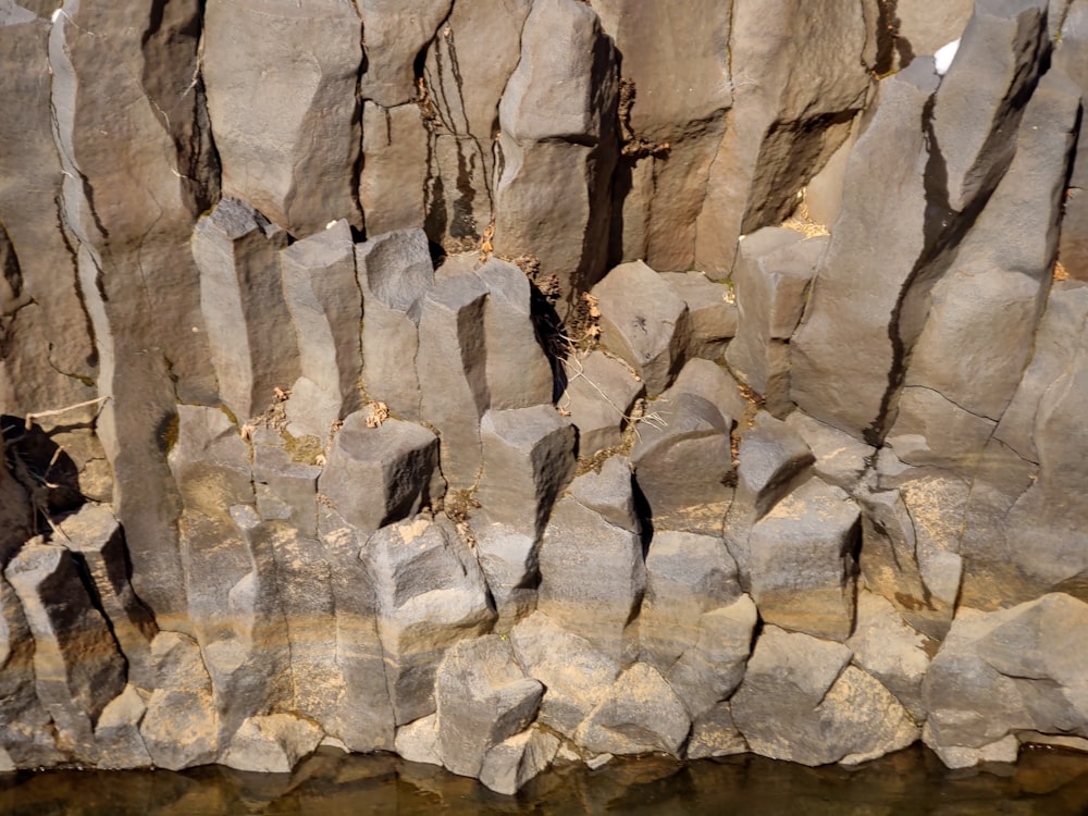 a bird is perched on a rock near a body of water