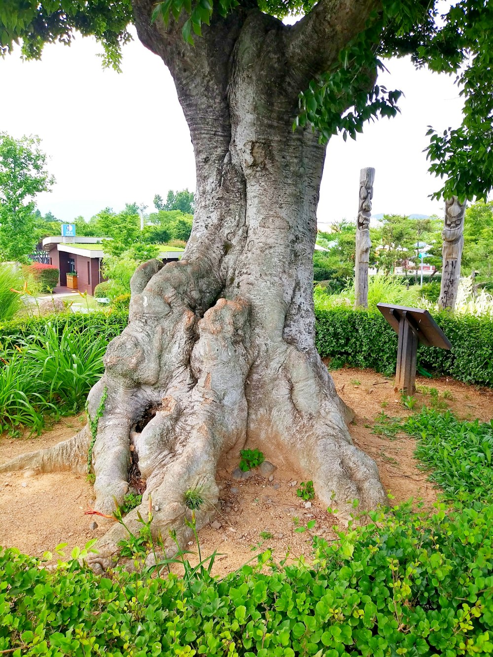un grand arbre avec un très gros tronc