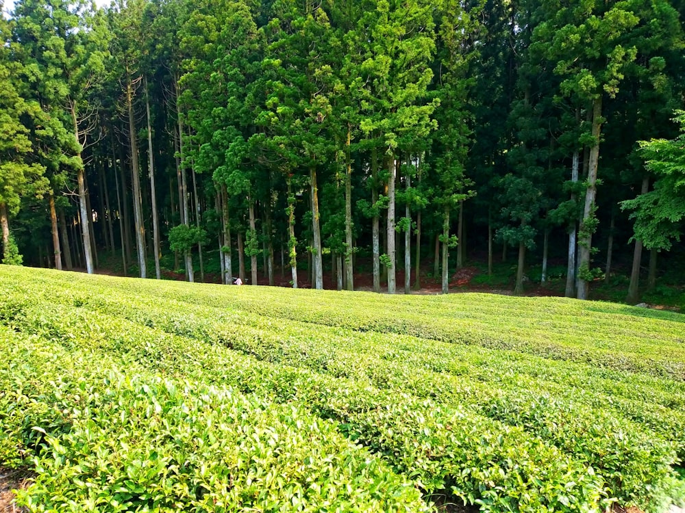 un campo verde lussureggiante con alberi sullo sfondo