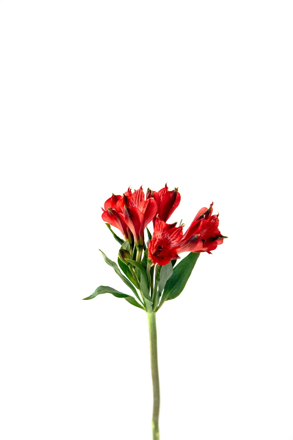a single red flower is in a vase