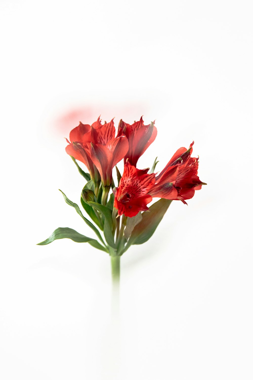 a bunch of red flowers on a white background
