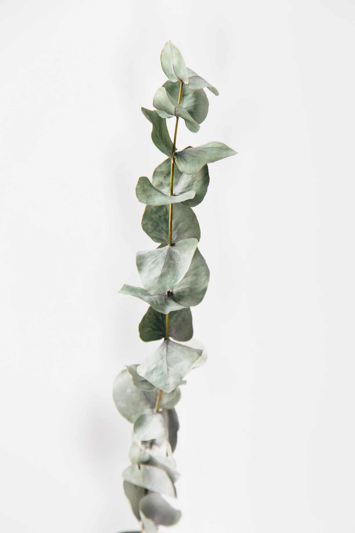 a plant with green leaves on a white background