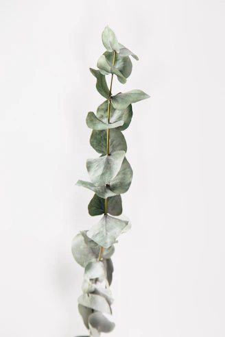 a plant with green leaves on a white background