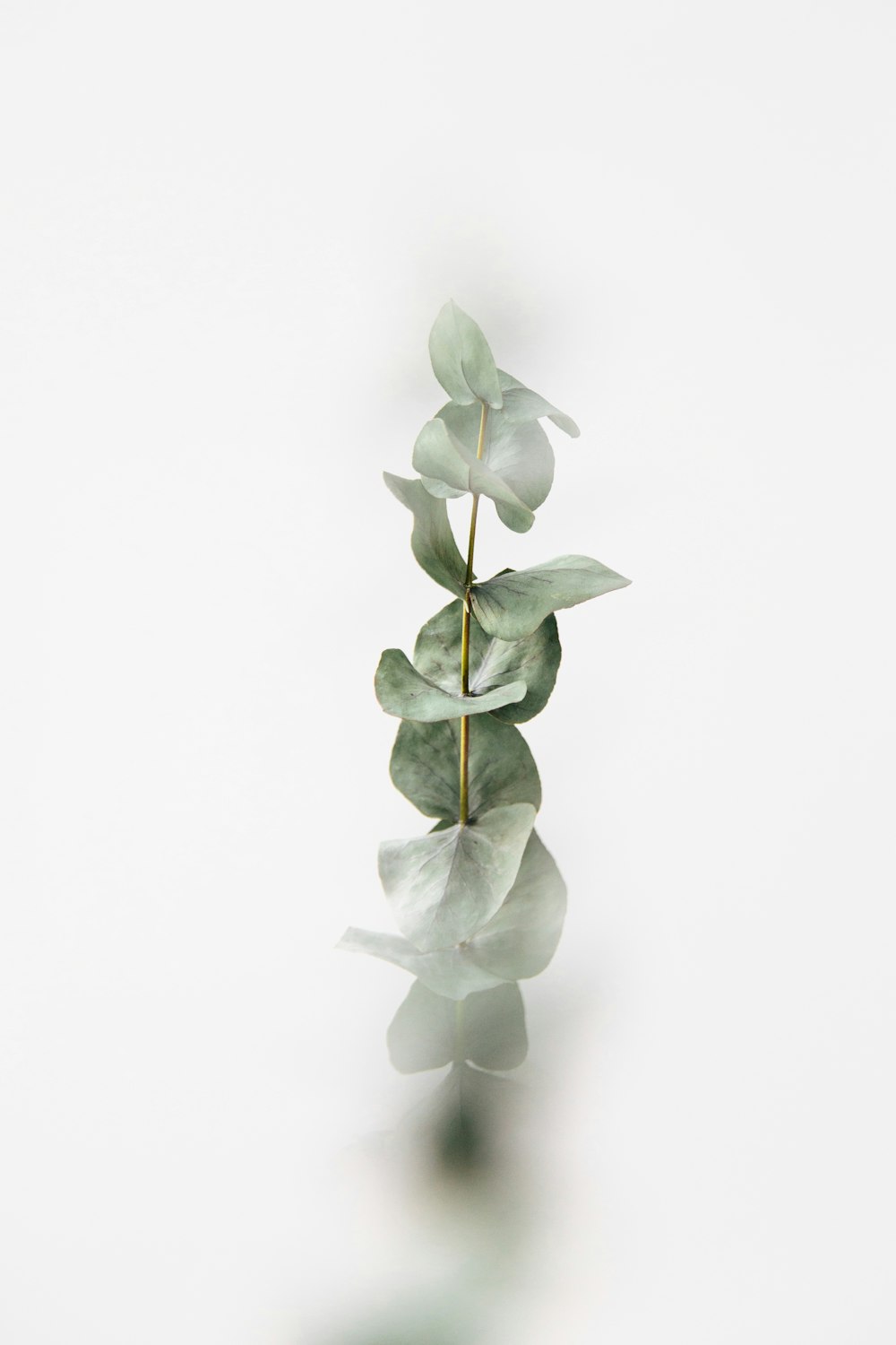 eine grüne Pflanze mit Blättern auf weißem Hintergrund
