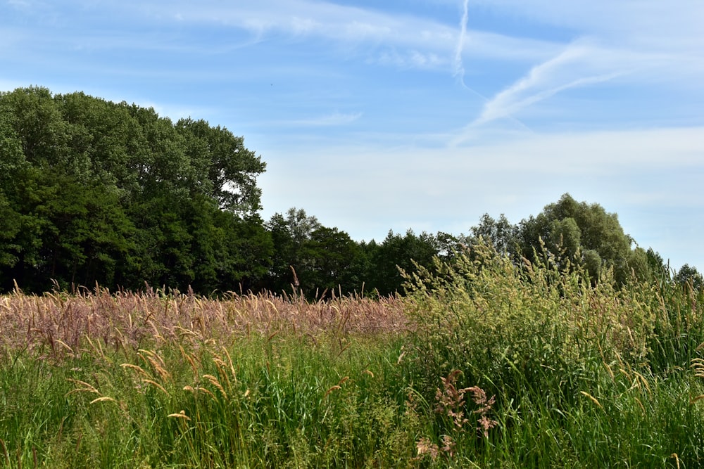 a field with tall grass and trees in the background