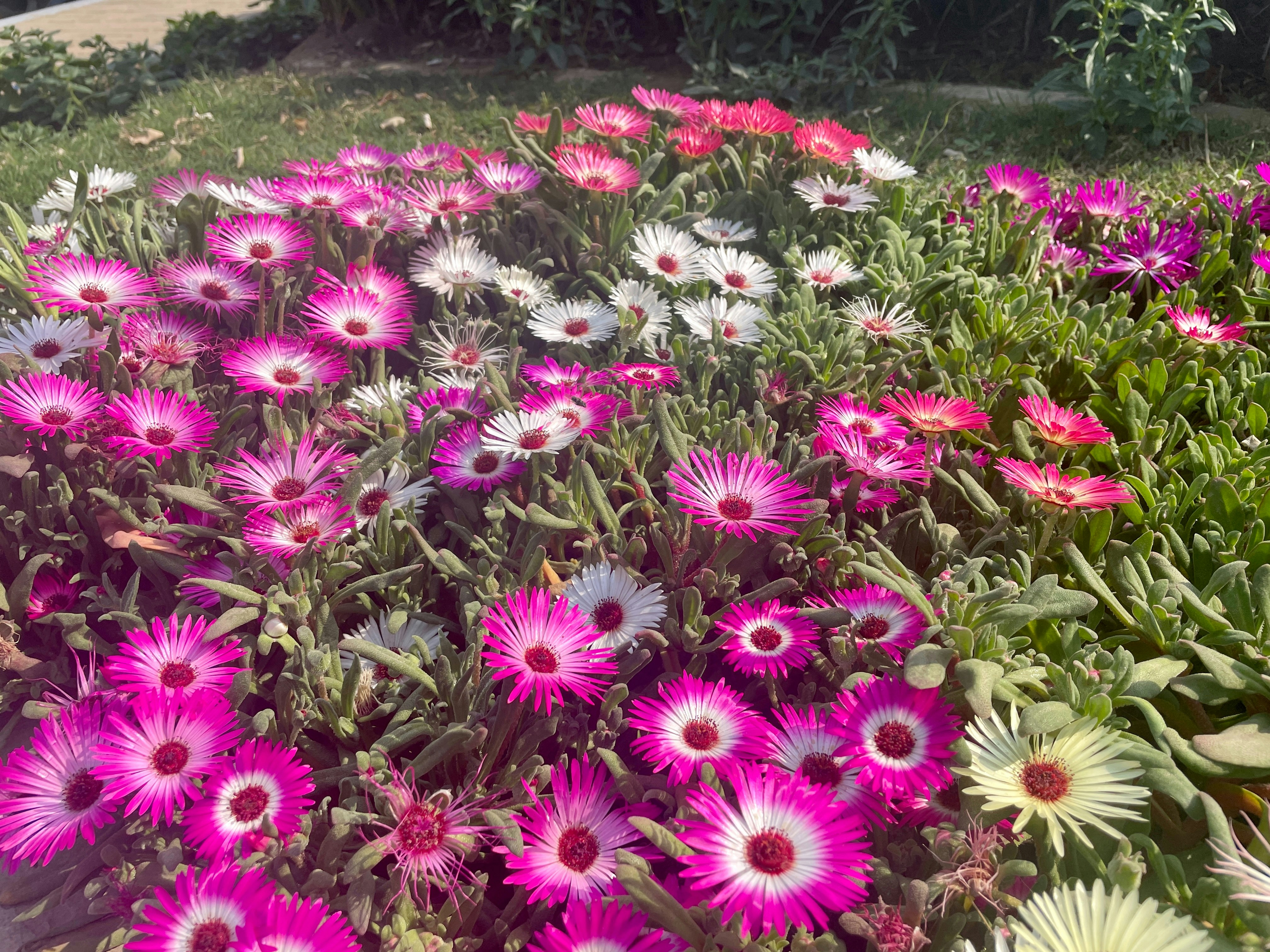 Photo by sapriya1108