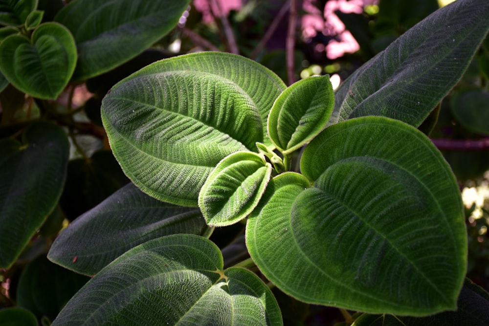 a close up of a green leafy plant