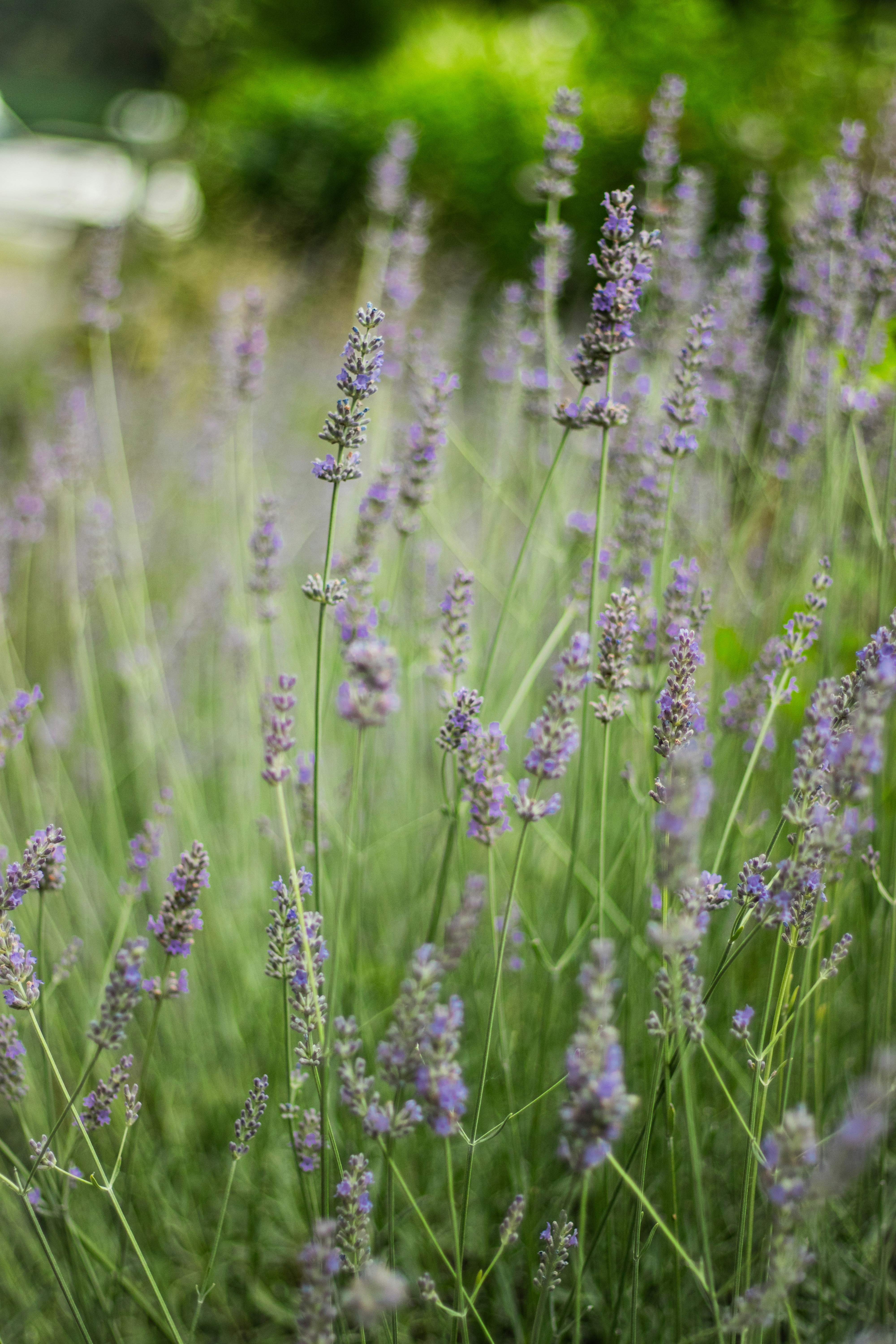 Photo by kattavonben