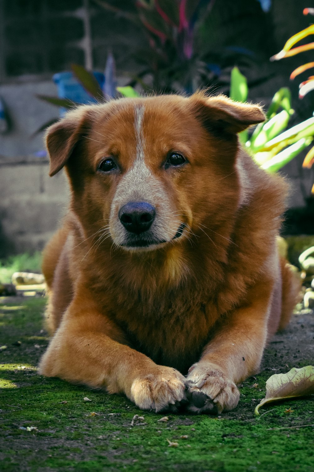 a brown dog laying on top of a lush green field