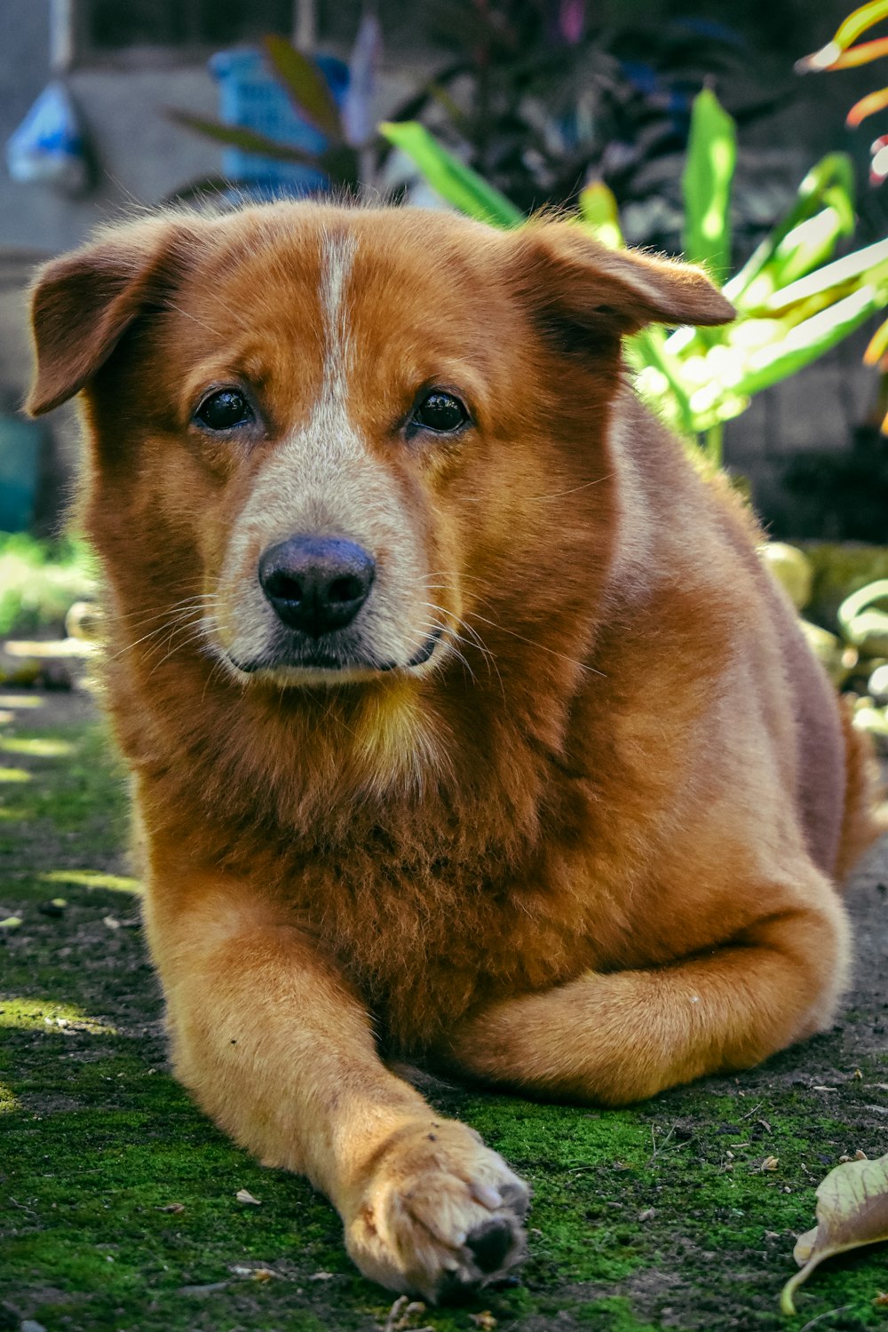 a brown dog laying on top of a lush green field