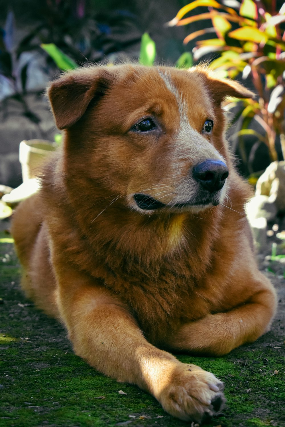 a brown dog laying on top of a lush green field