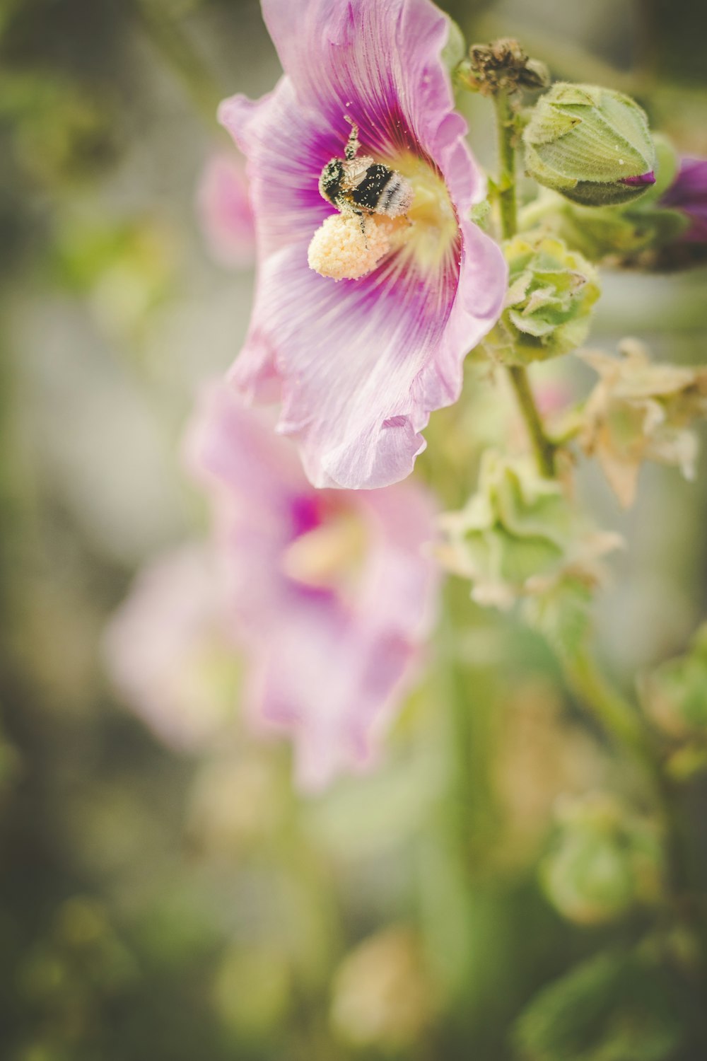 una flor rosa con una abeja en su interior