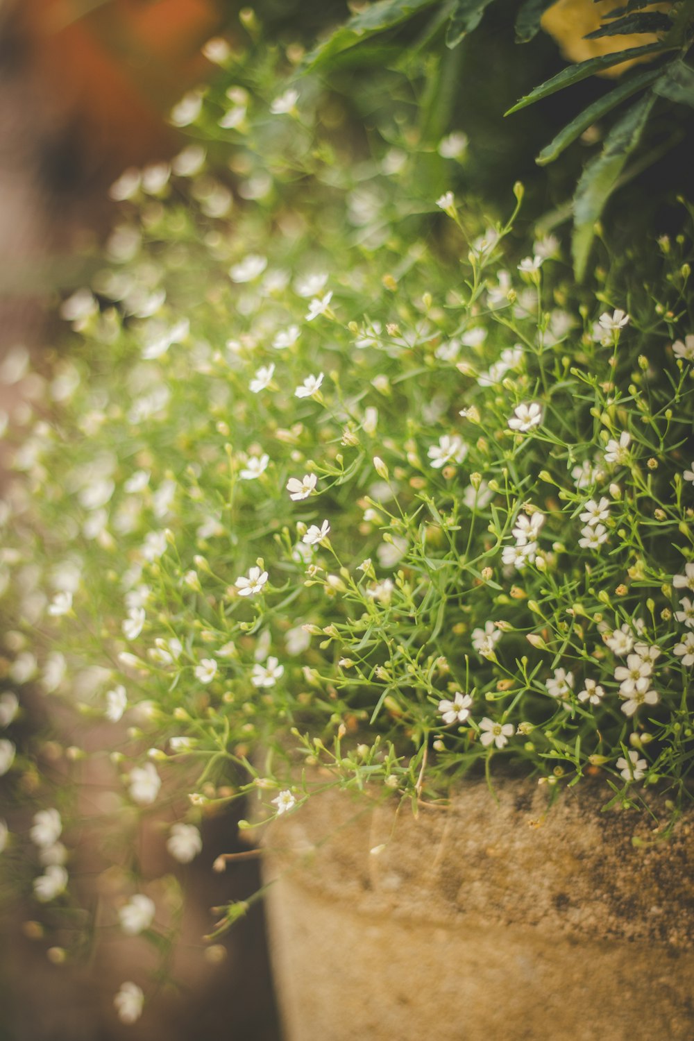 a close up of a potted plant with white flowers