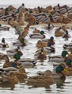 a large group of ducks are swimming in the water