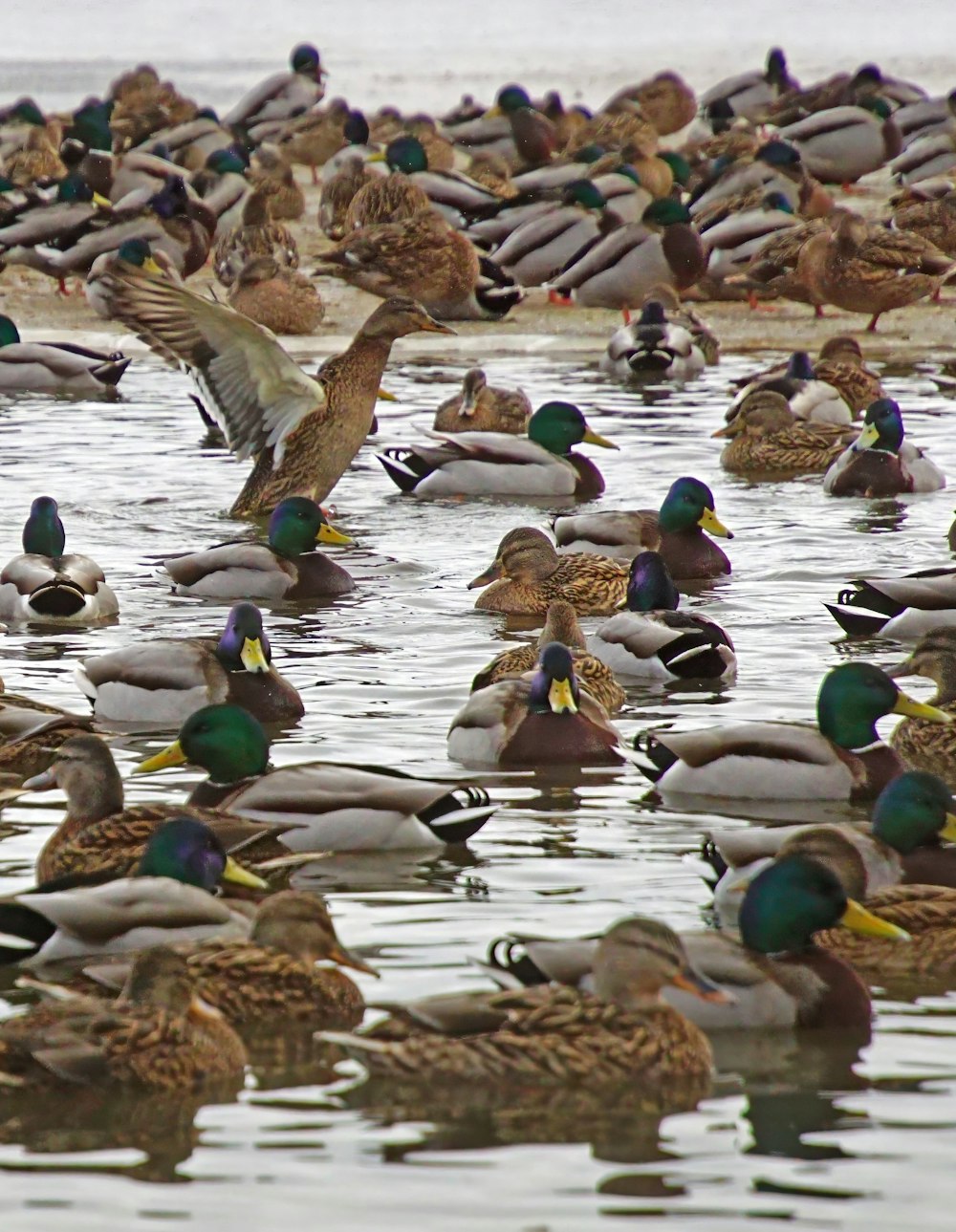 a large group of ducks are swimming in the water