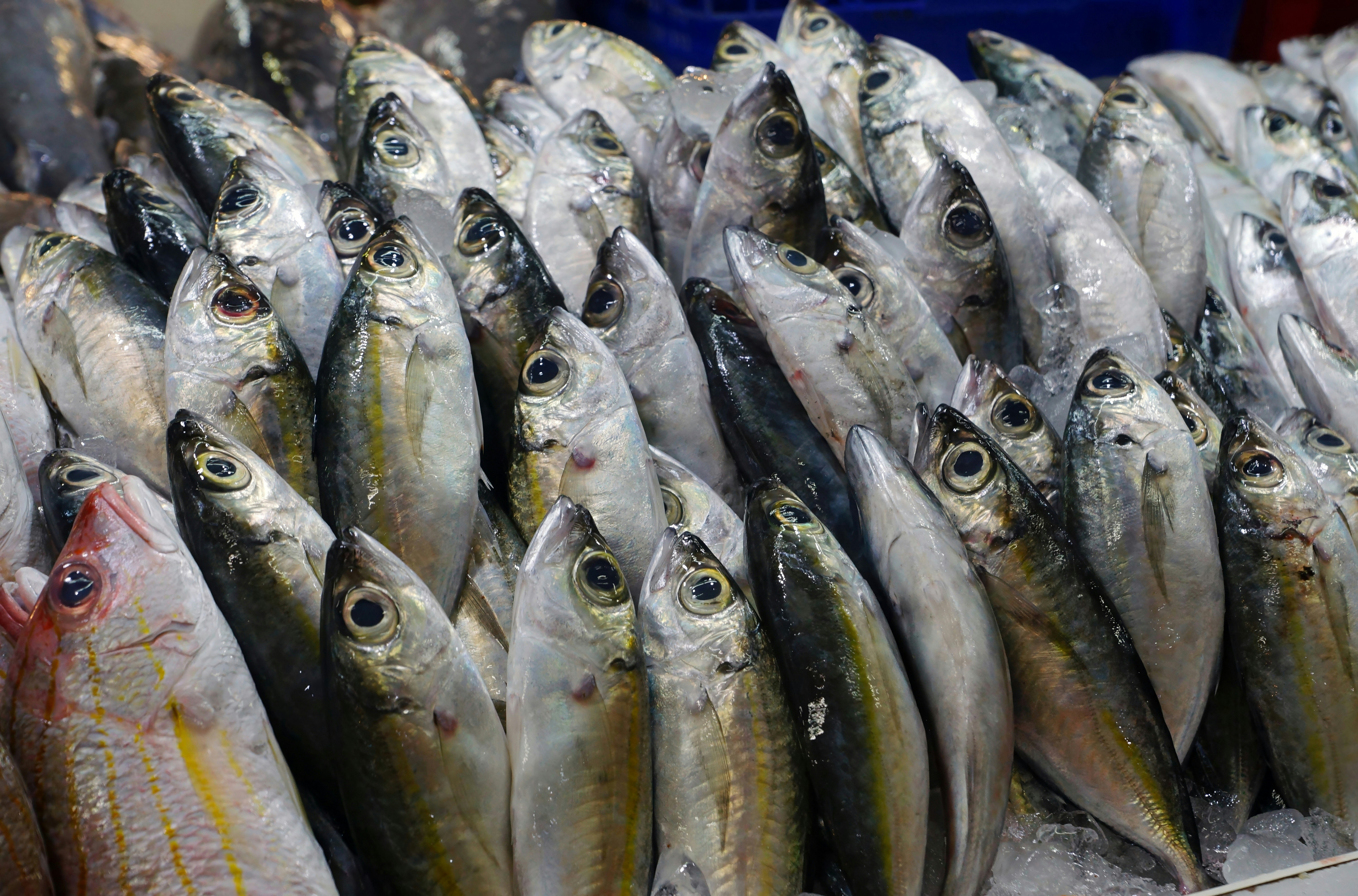 Photo by marttisalmi