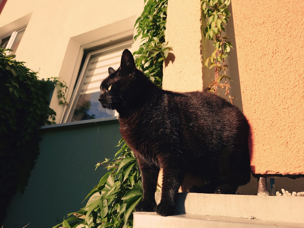 a black cat standing on a ledge next to a window
