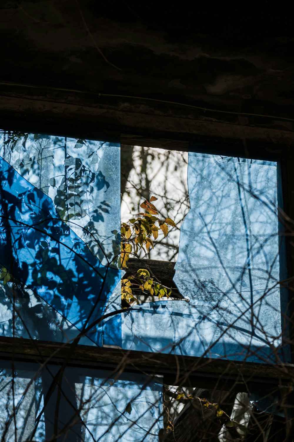 a reflection of a tree in a window