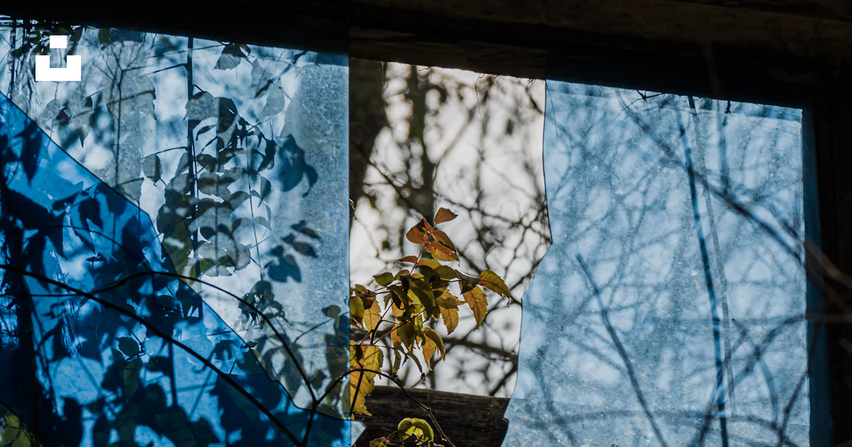 Window Reflection Nature A reflection of a tree in a window photo – Free China Image on Unsplash