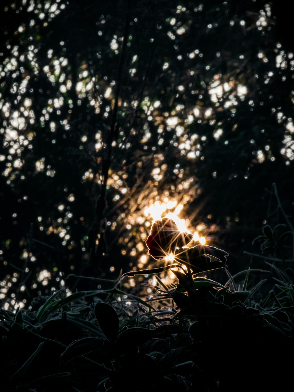 the sun is shining through the trees in the forest