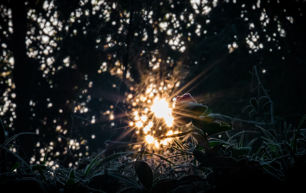 the sun shines brightly through the branches of a tree