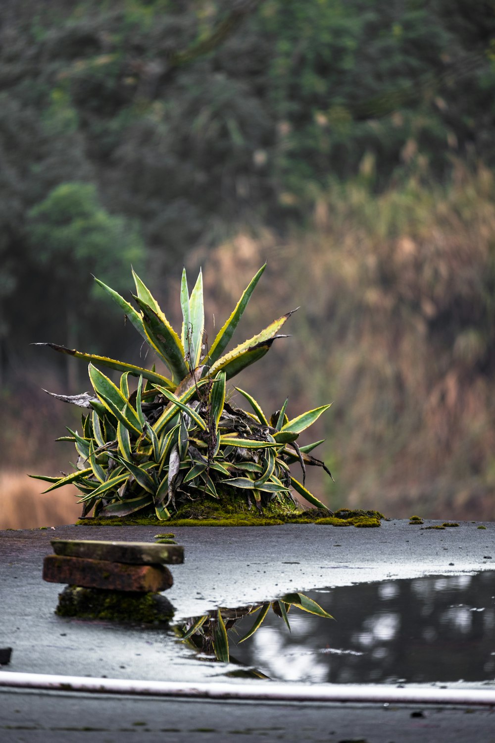 a potted plant sitting on top of a puddle of water