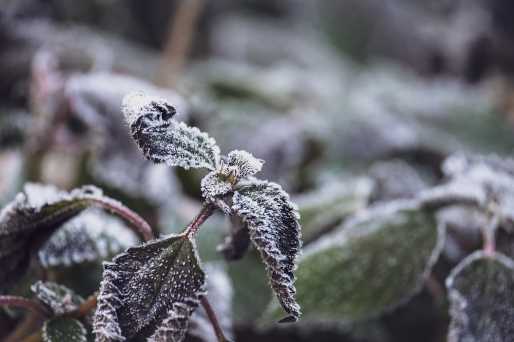 a close up of a plant with frost on it