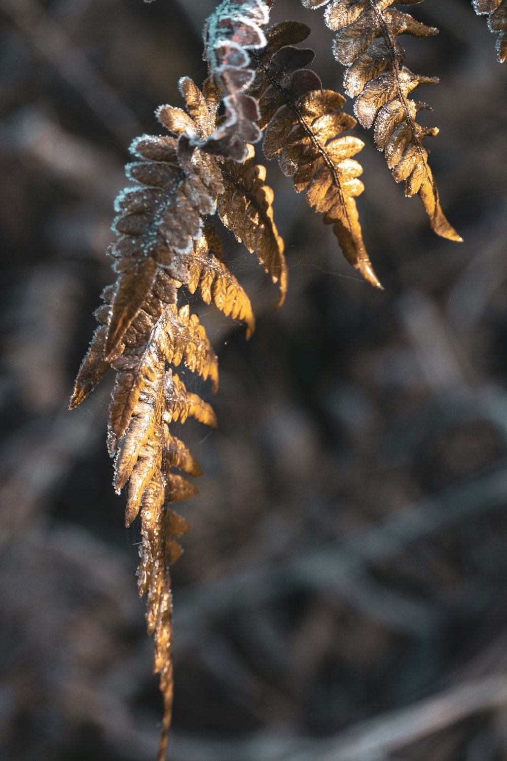 a close up of a plant with frost on it