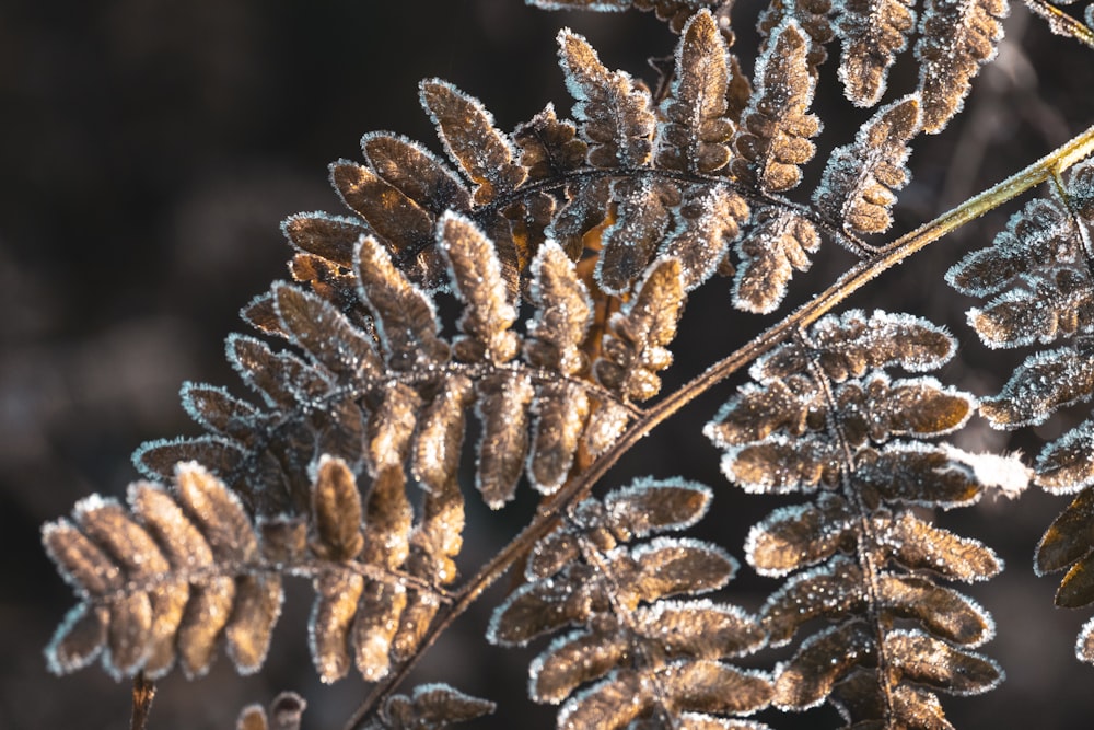 a close up of a plant with frost on it