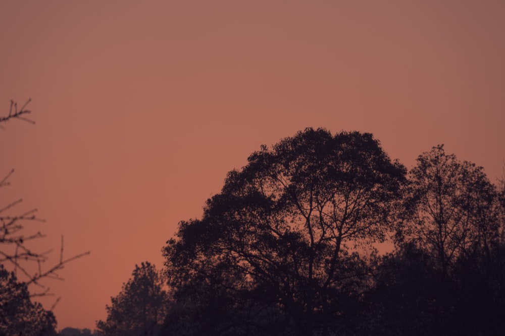 a red sky with trees in the foreground