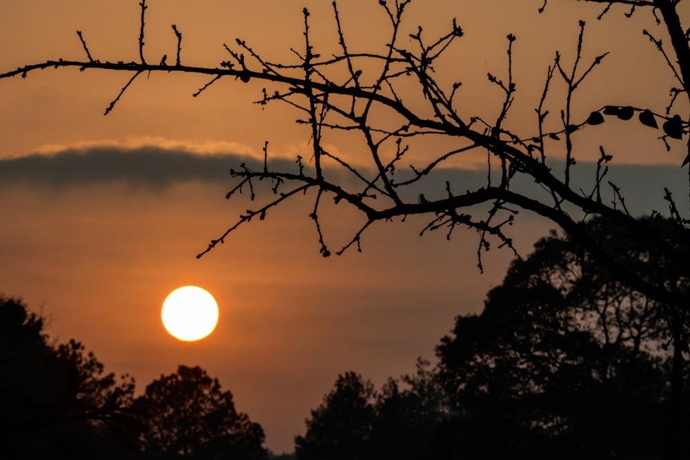 o sol está se pondo atrás de um galho de árvore