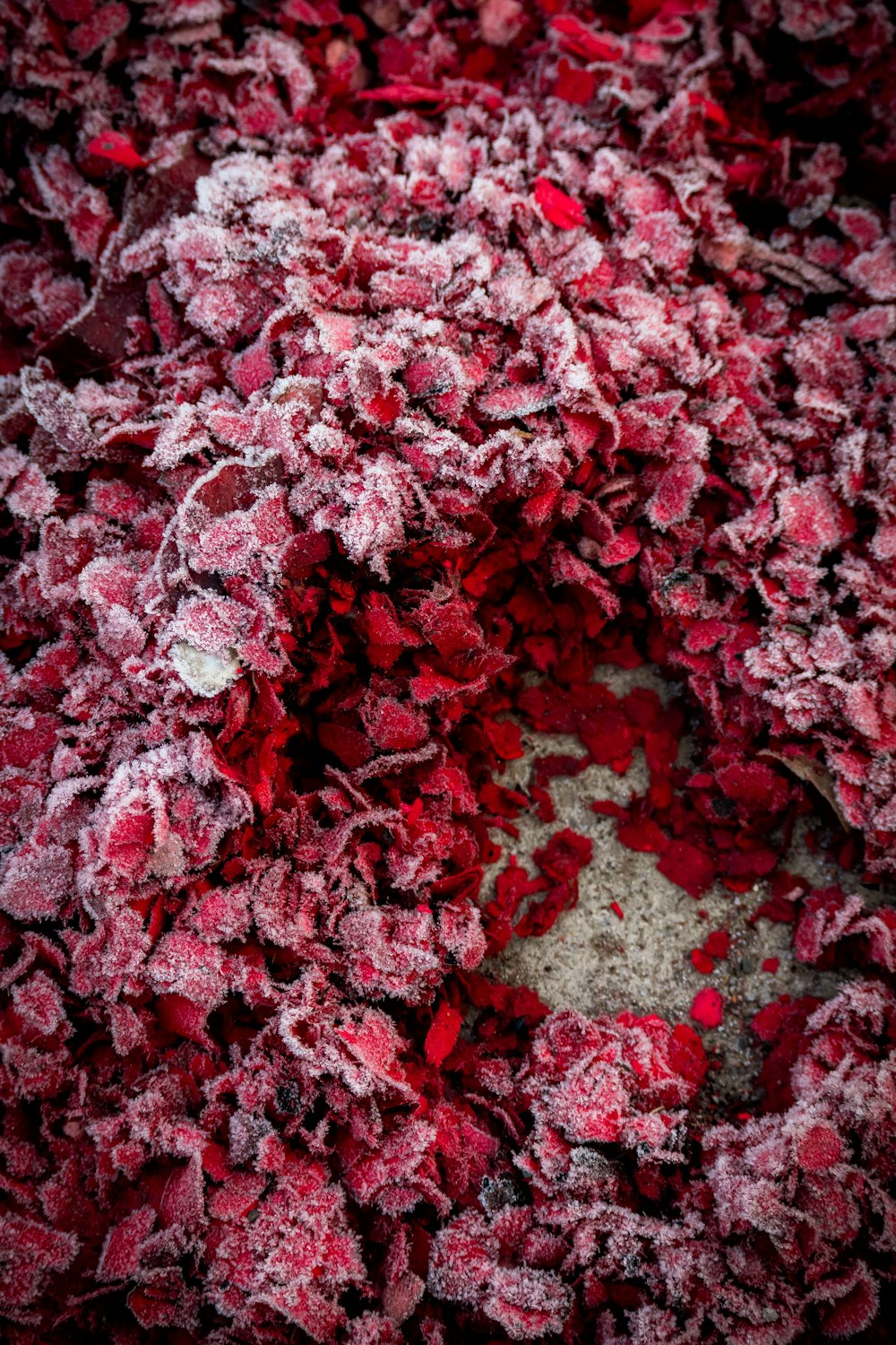 a close up of a pile of cranberry chips