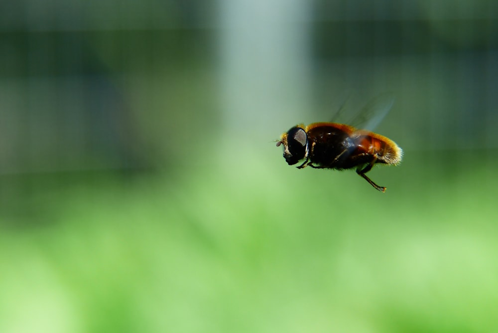 a close up of a bee flying in the air