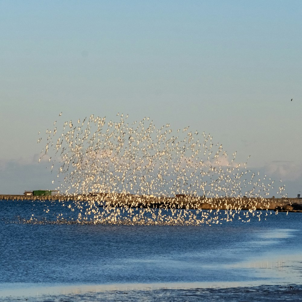 a flock of birds flying over a body of water