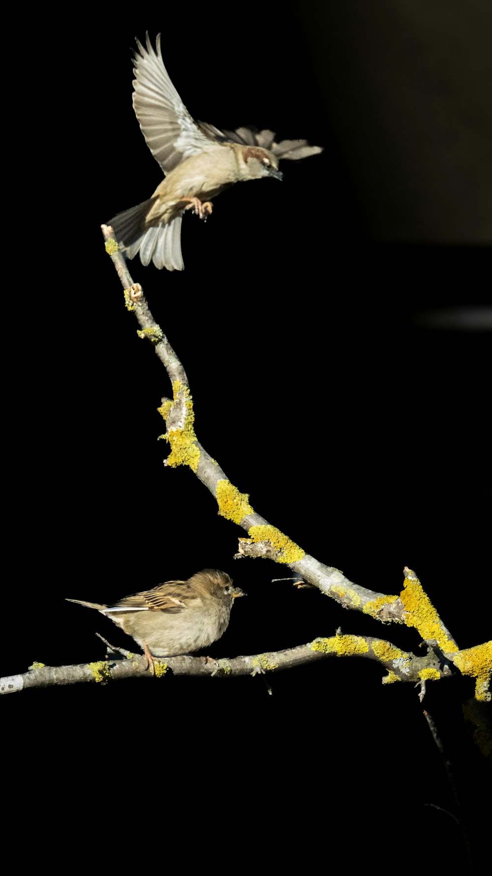 a couple of birds are perched on a branch