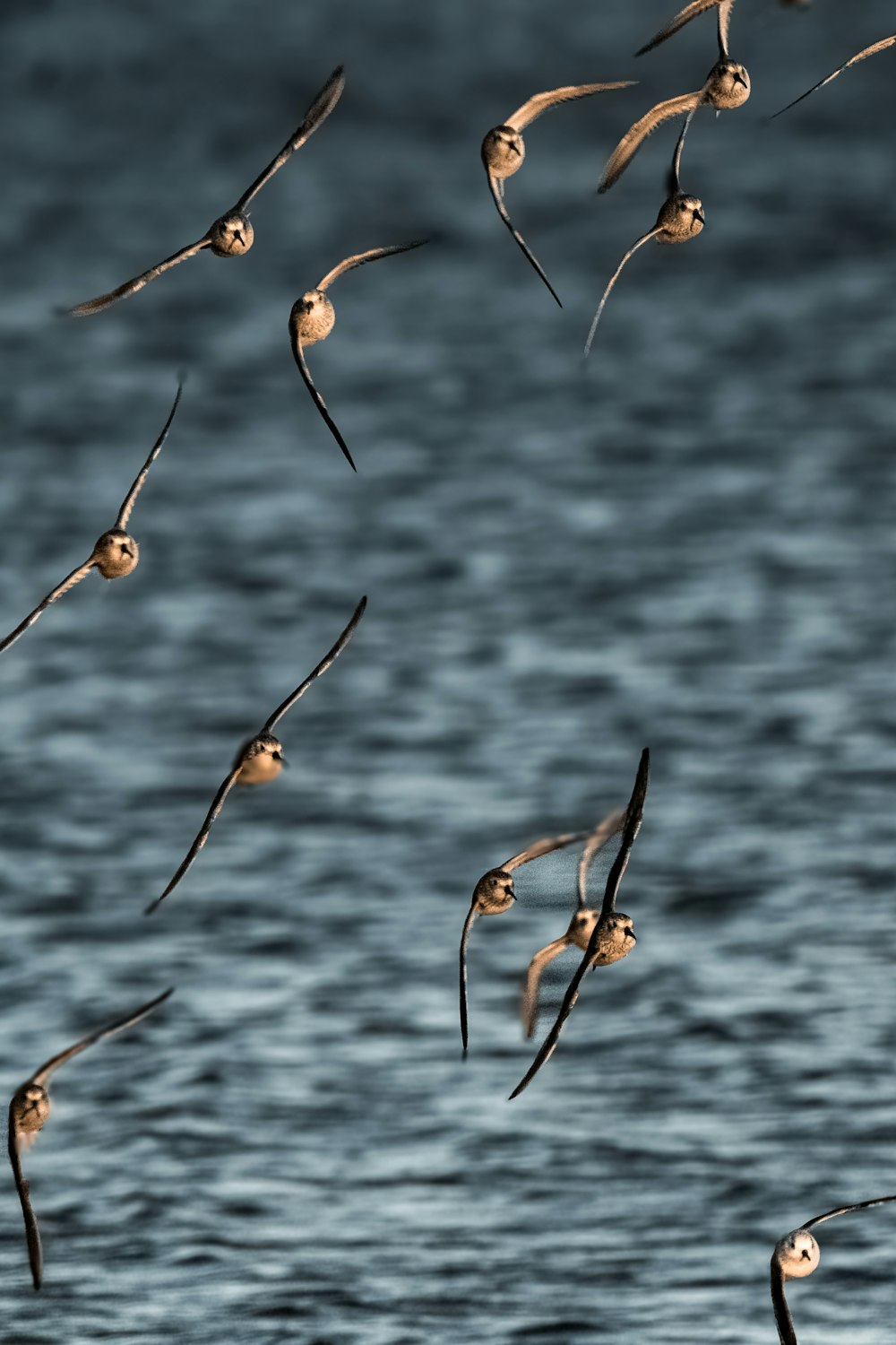 a flock of birds flying over a body of water