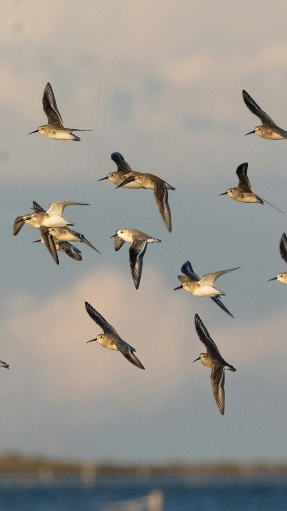 a flock of birds flying over a body of water