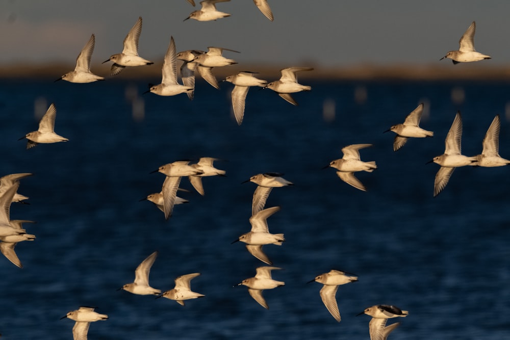 a flock of birds flying over a body of water