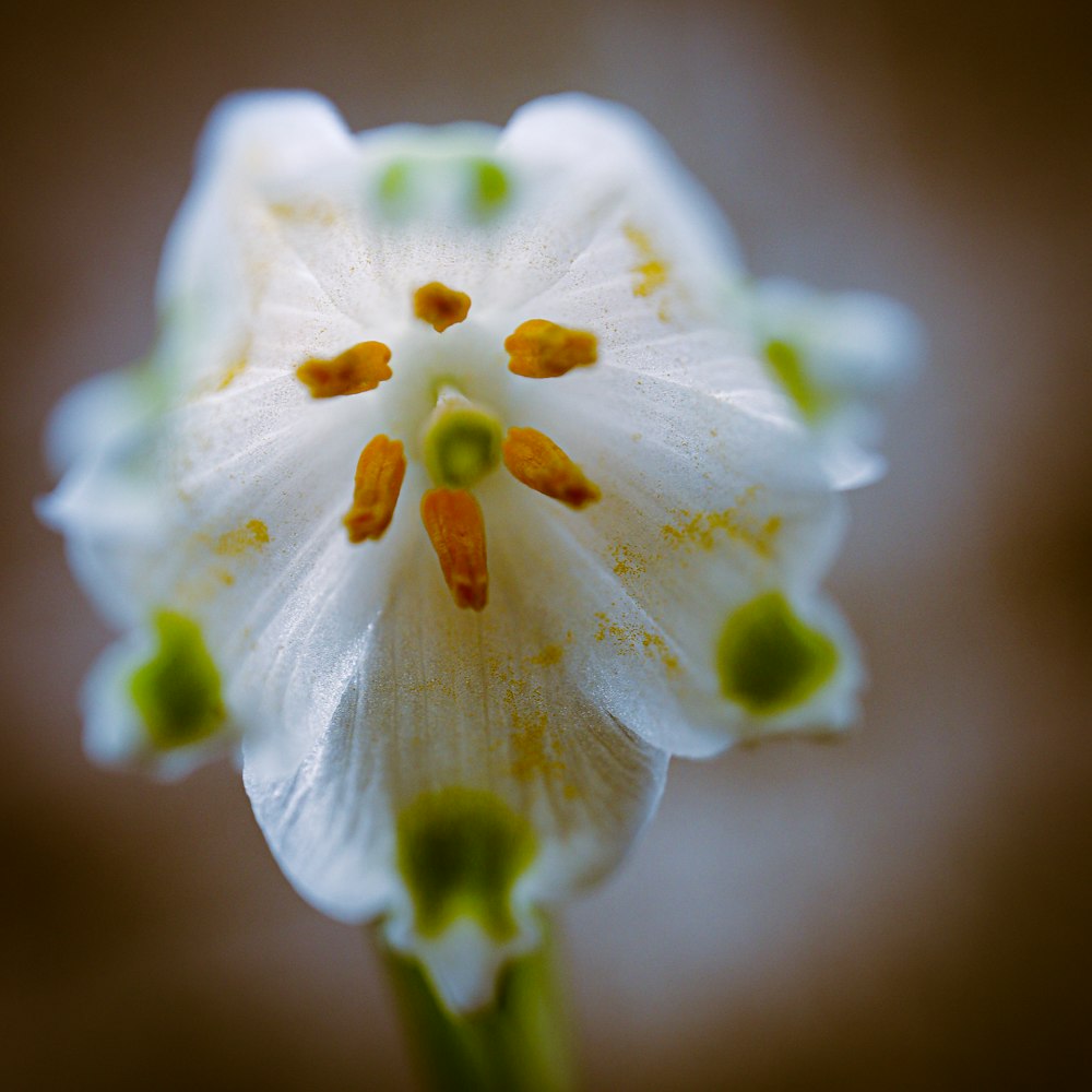 a close up of a white flower with yellow stamen
