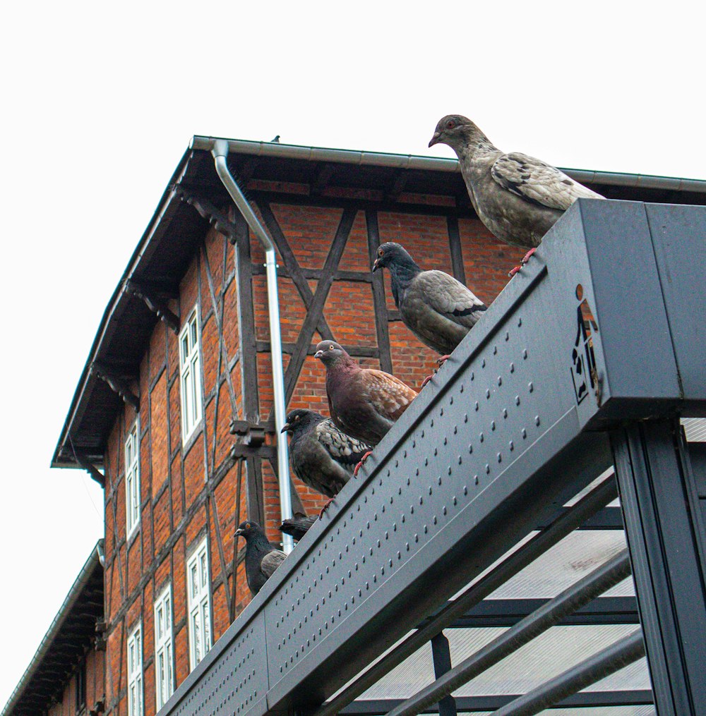 a group of birds perched on top of a building