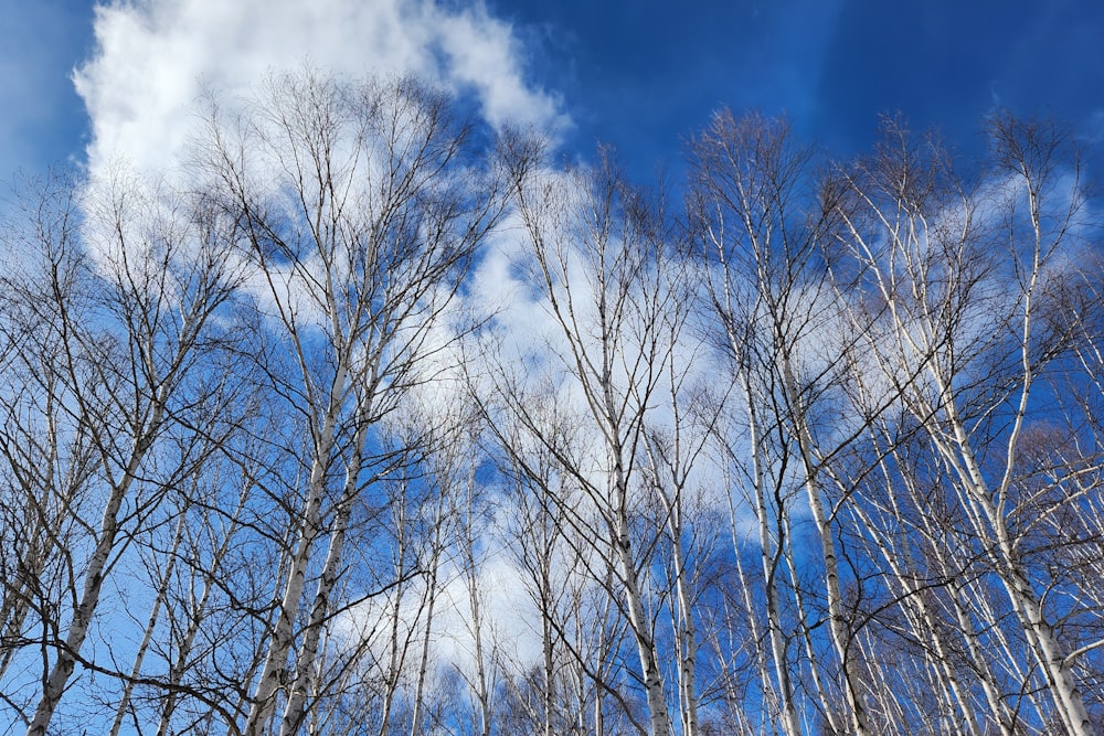 a group of trees with no leaves on them