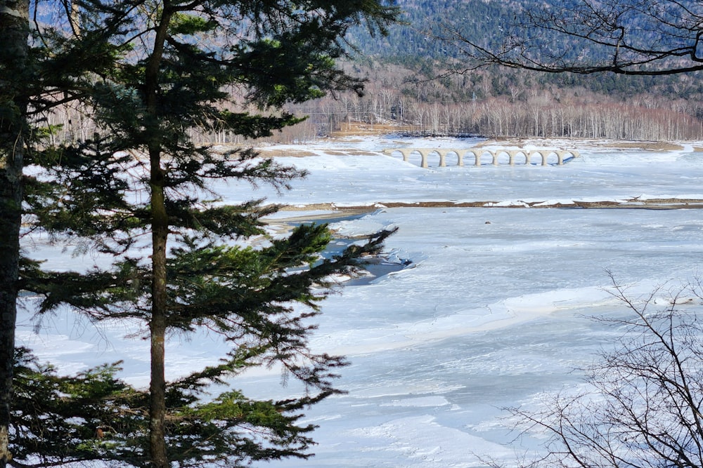 a large body of water surrounded by trees