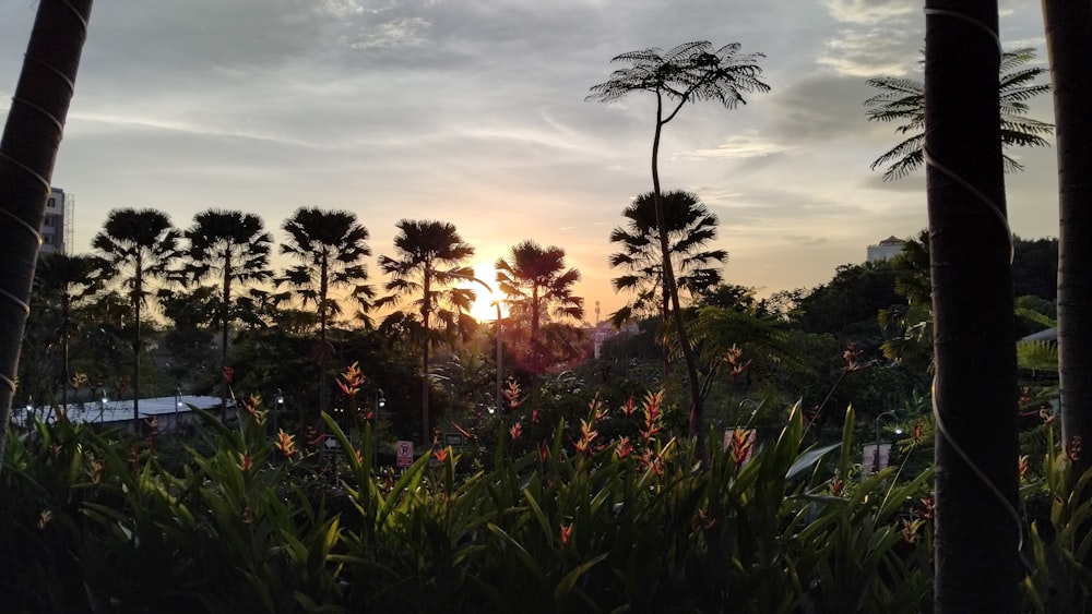 Le soleil se couche derrière les palmiers
