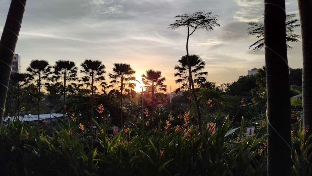 the sun is setting behind the palm trees