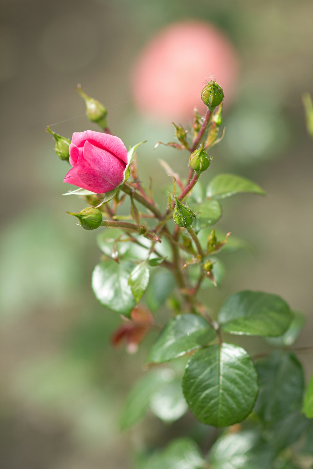 a pink rose is blooming in a garden